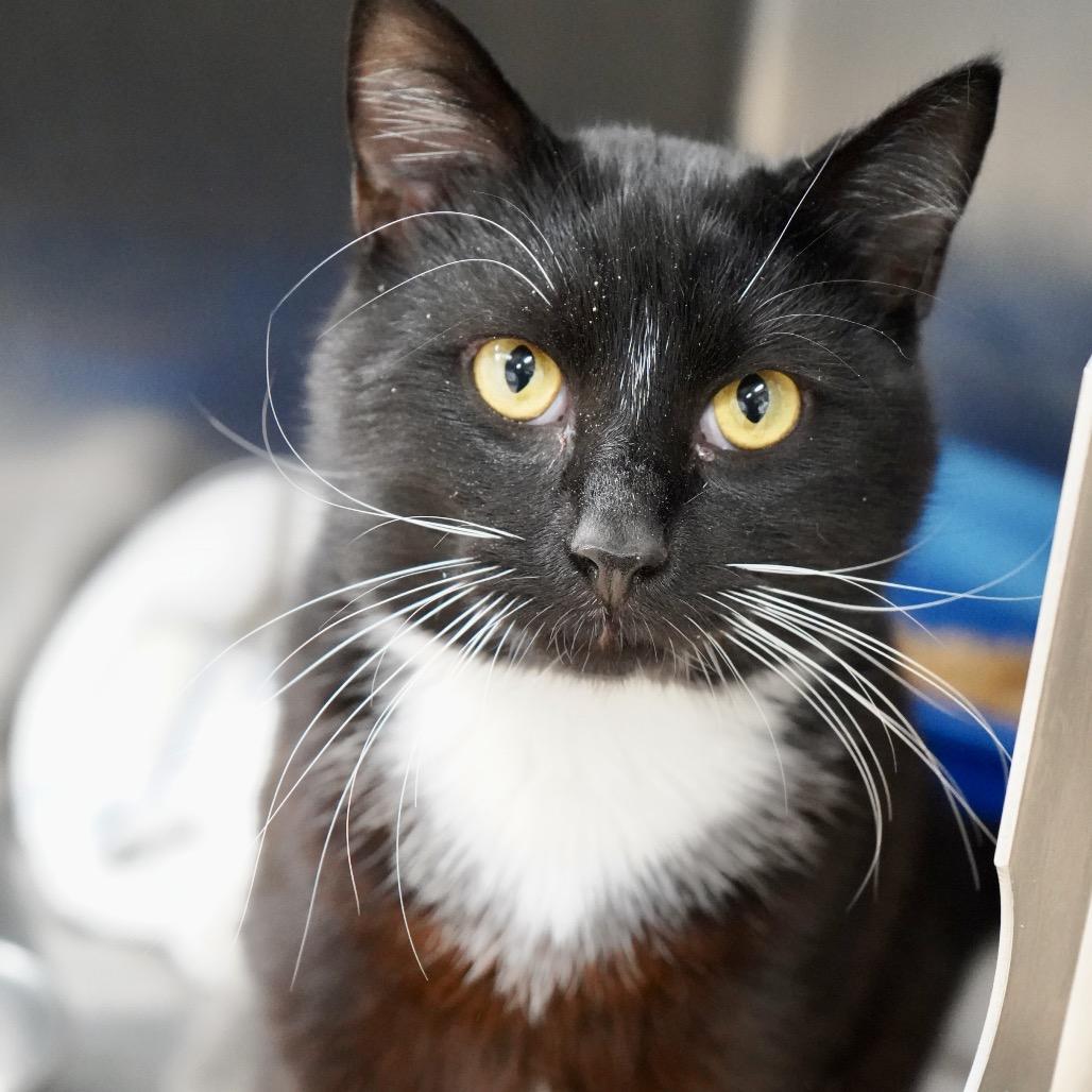 Lucien — thumbnail 2