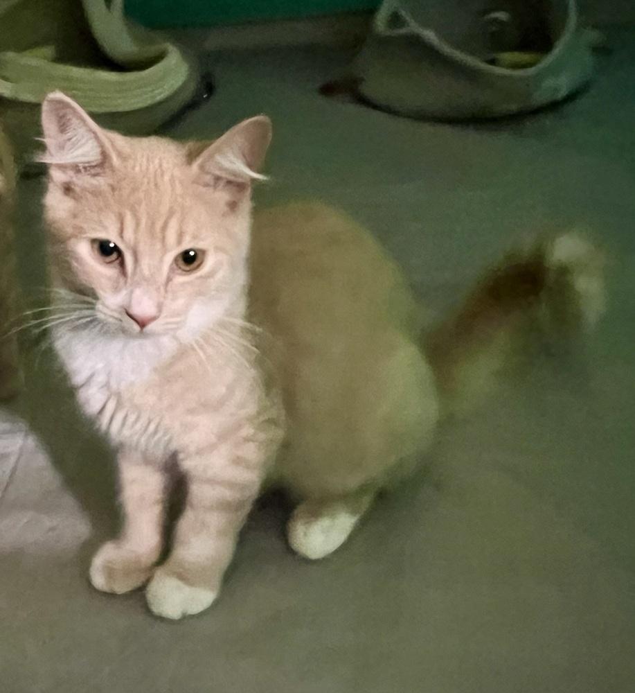 Creampuff, Adoptable, Kitten Male Domestic Short Hair.