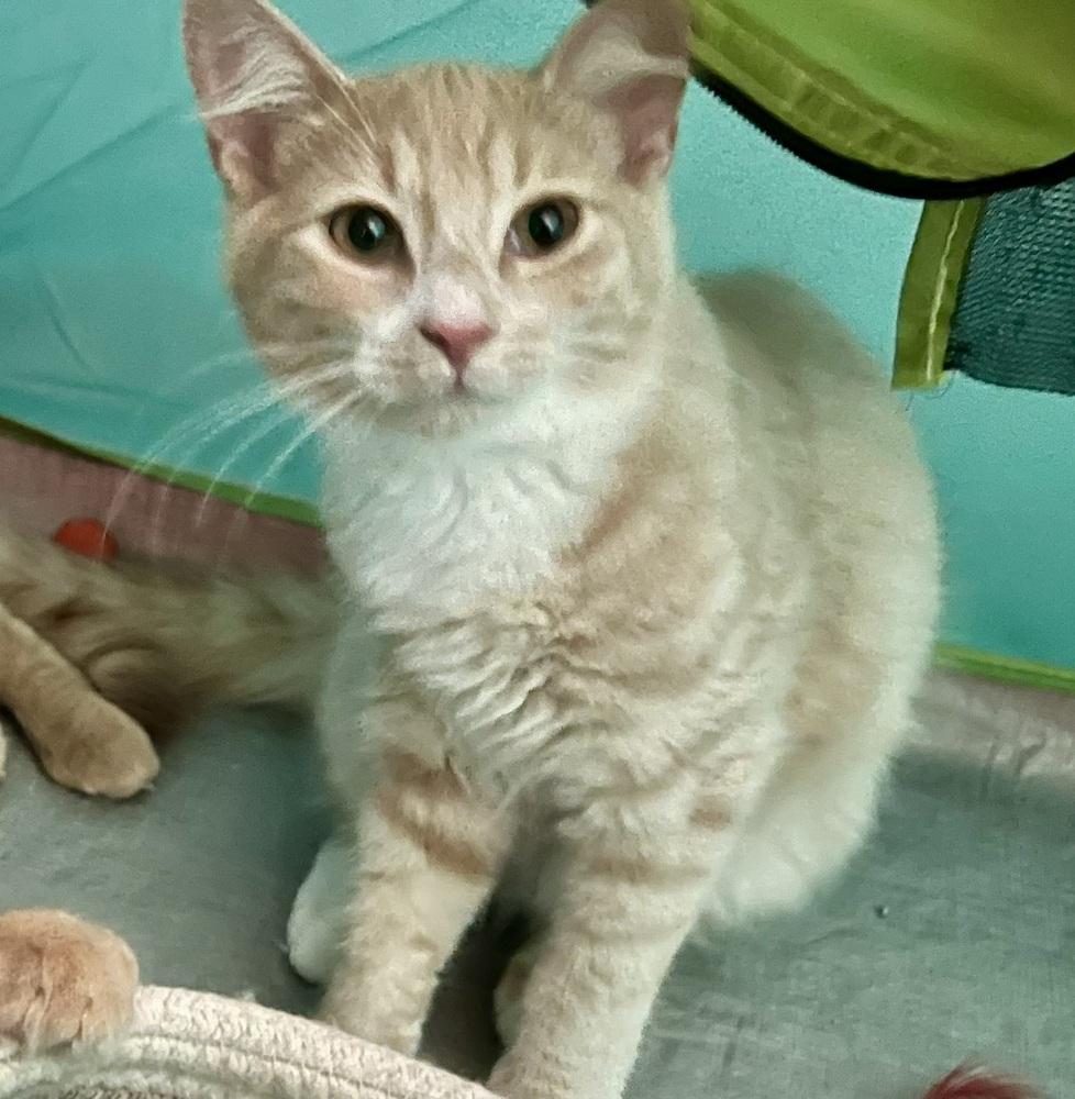 Enlarge Creampuff, a Adoptable Domestic Short Hair in Ronkonkoma, NY image 2/4