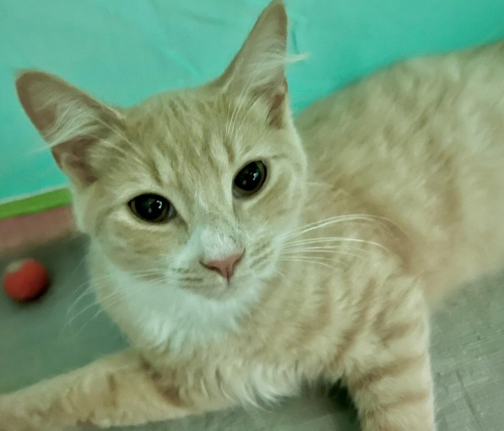 Enlarge Creampuff, a Adoptable Domestic Short Hair in Ronkonkoma, NY image 3/4