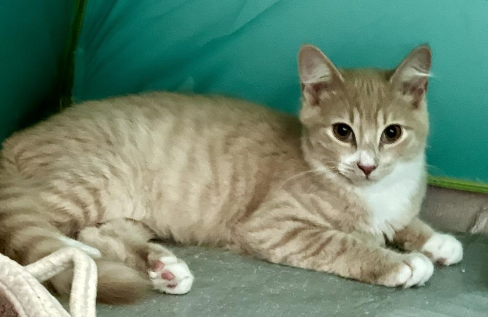 Enlarge Creampuff, a Adoptable Domestic Short Hair in Ronkonkoma, NY image 4/4