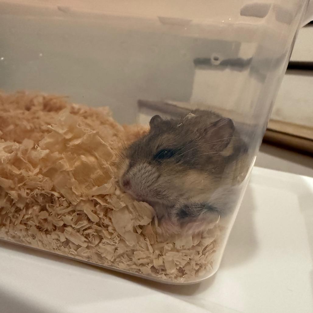 Paisley, a Adoptable Dwarf Hamster in Camarillo, CA image 1/2