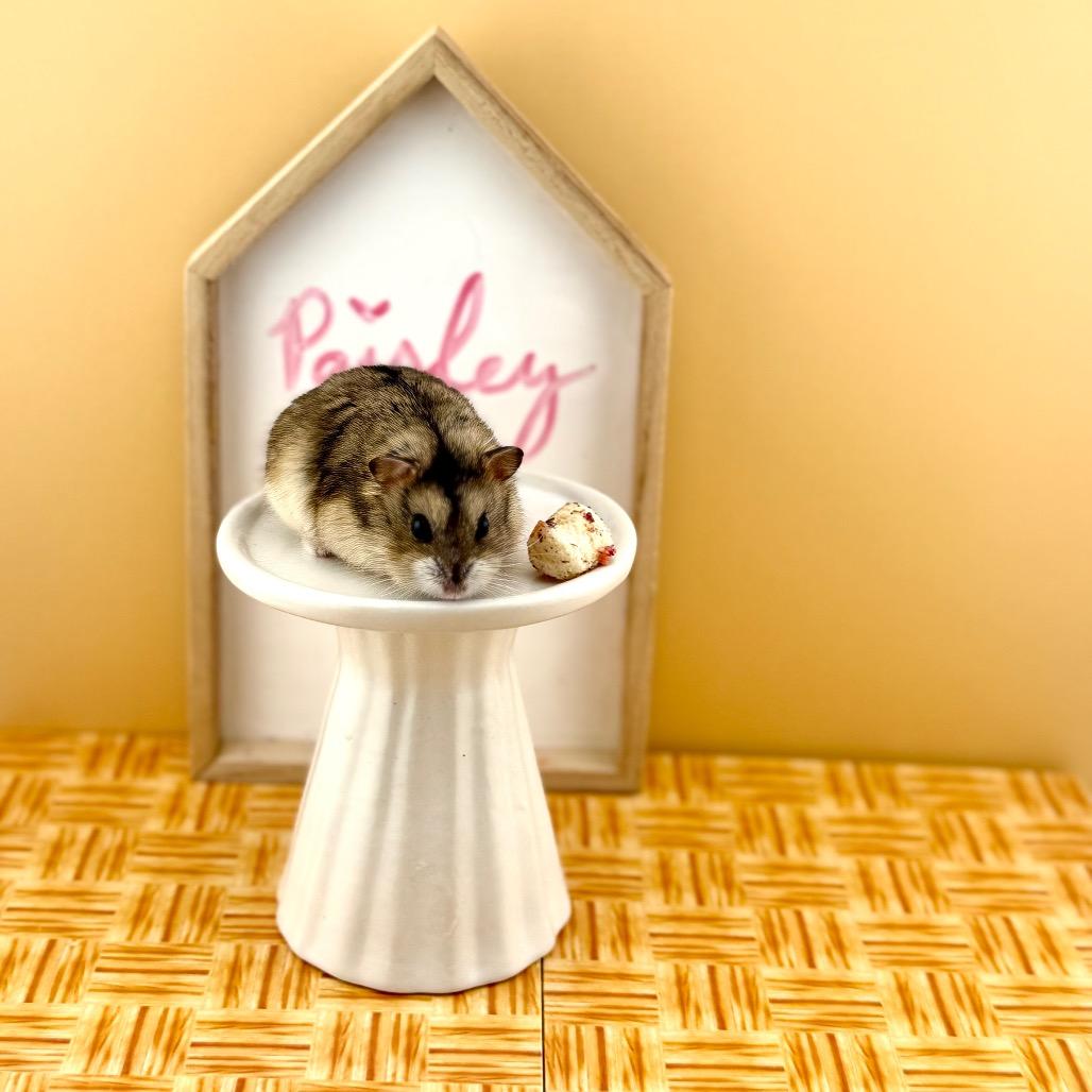 Paisley, a Adoptable Dwarf Hamster in Camarillo, CA image 2/2