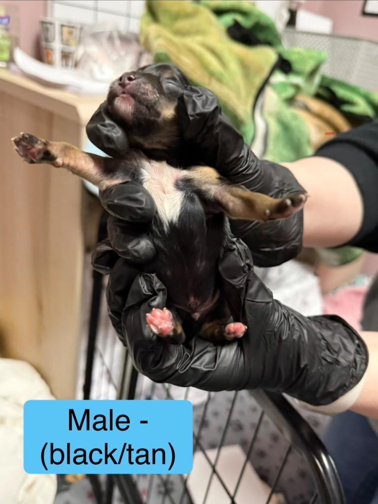 Enlarge Mocha, a Adoptable Mixed Breed in Archbold , OH image 2/4