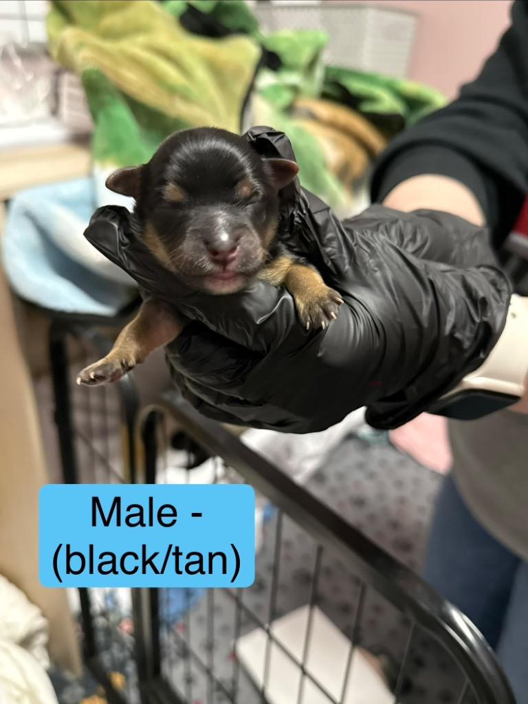 Enlarge Mocha, a Adoptable Mixed Breed in Archbold , OH image 3/4