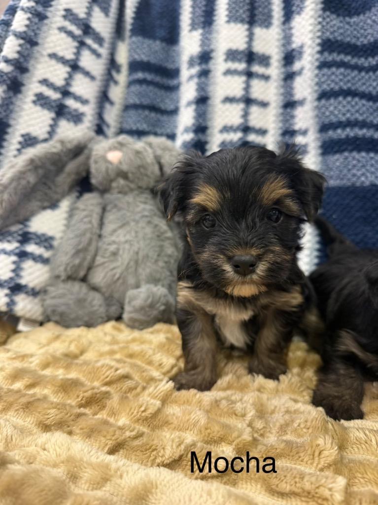 Enlarge Mocha, a Adoptable Mixed Breed in Archbold , OH image 1/4