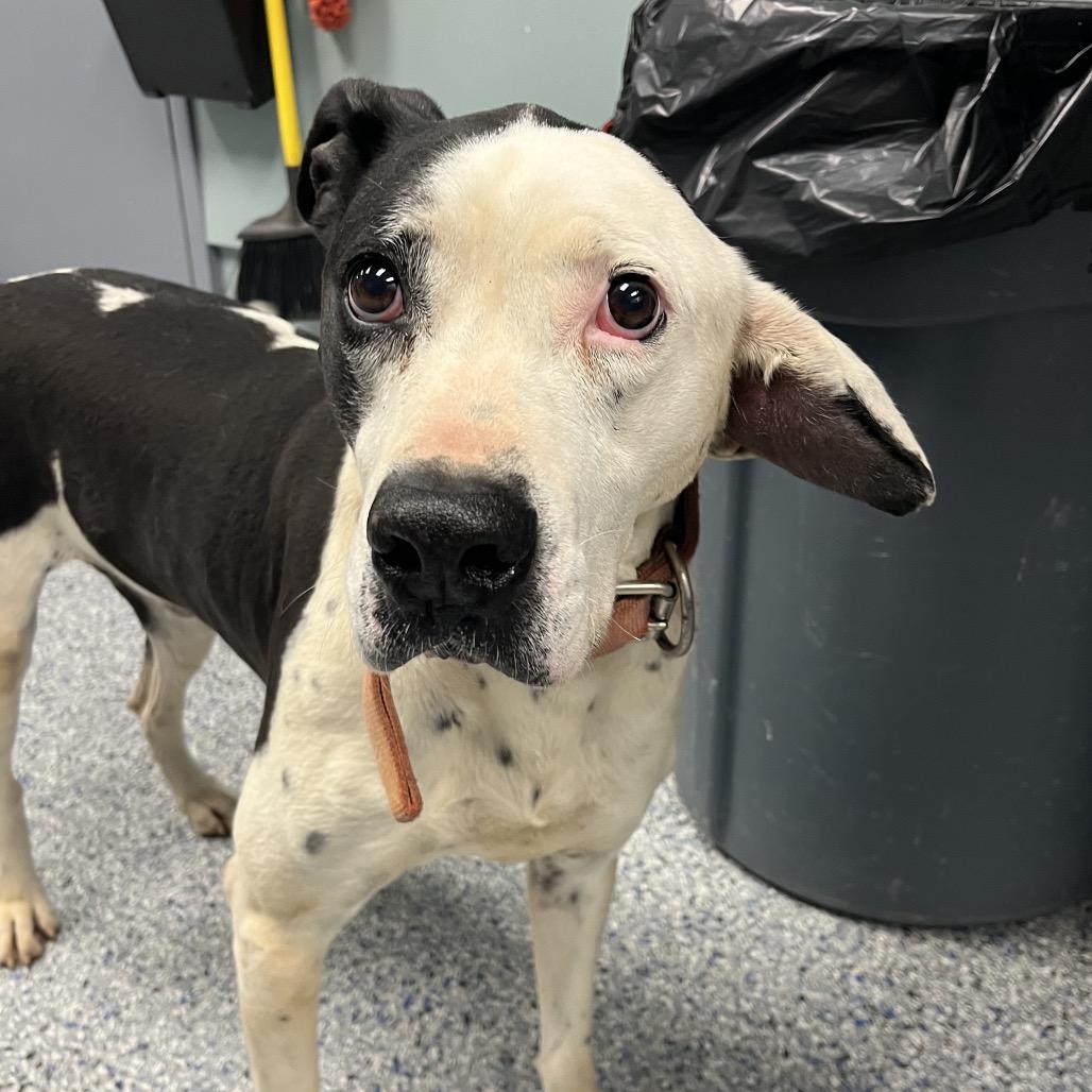 Domino, Adoptable, Senior Male Great Dane.