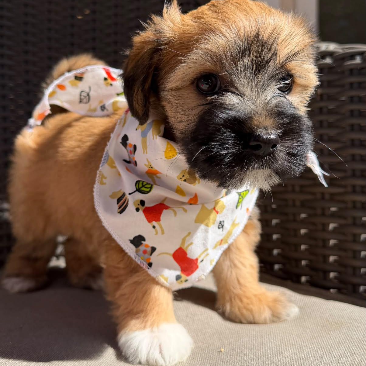 Butterscotch, Adopted, Puppy Female Yorkshire Terrier & Mixed Breed.