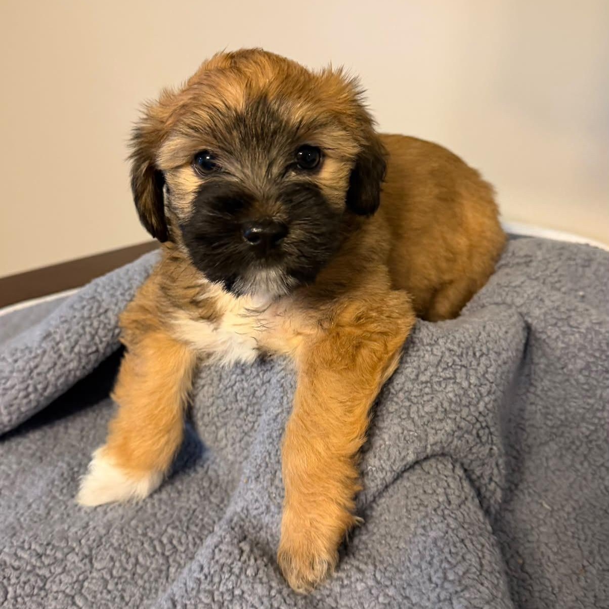 Enlarge Butterscotch, a Adopted mixed breed in Rock Hill, SC image 2/6