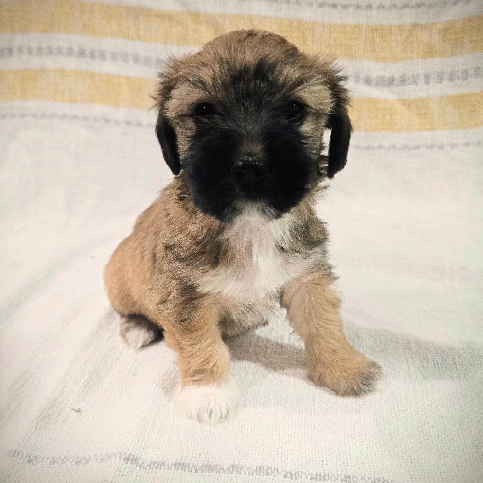 Enlarge Butterscotch, a Adopted mixed breed in Rock Hill, SC image 4/6