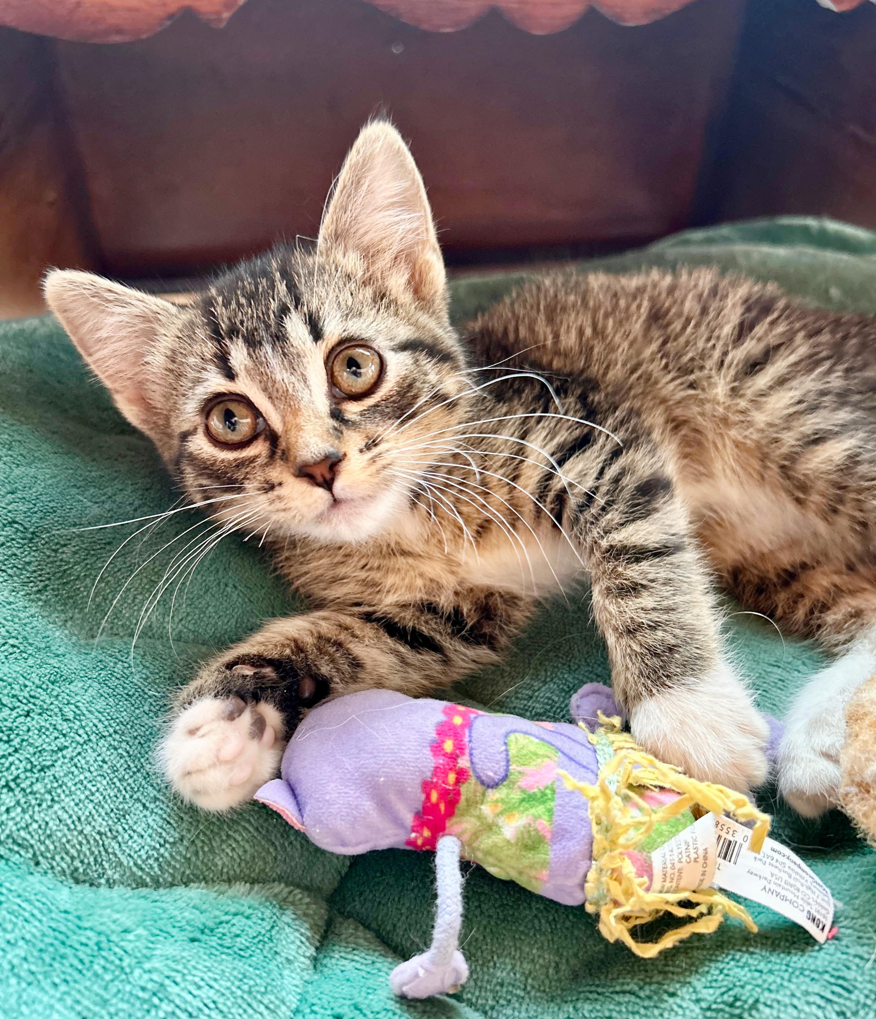 Whiskey, an adoptable Domestic Short Hair in Durango, CO, 81302 | Photo Image 2