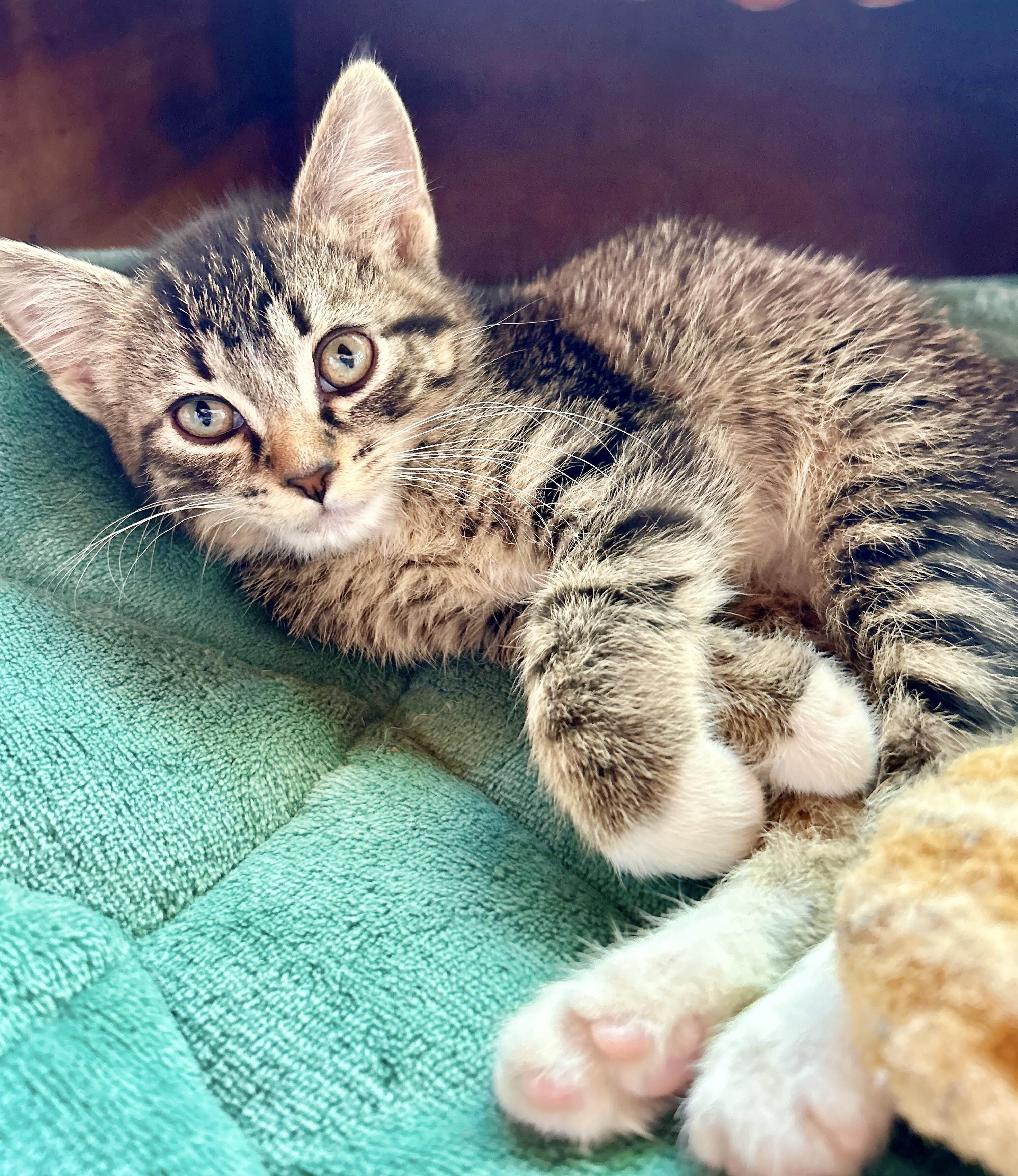 Whiskey, an adoptable Domestic Short Hair in Durango, CO, 81302 | Photo Image 4