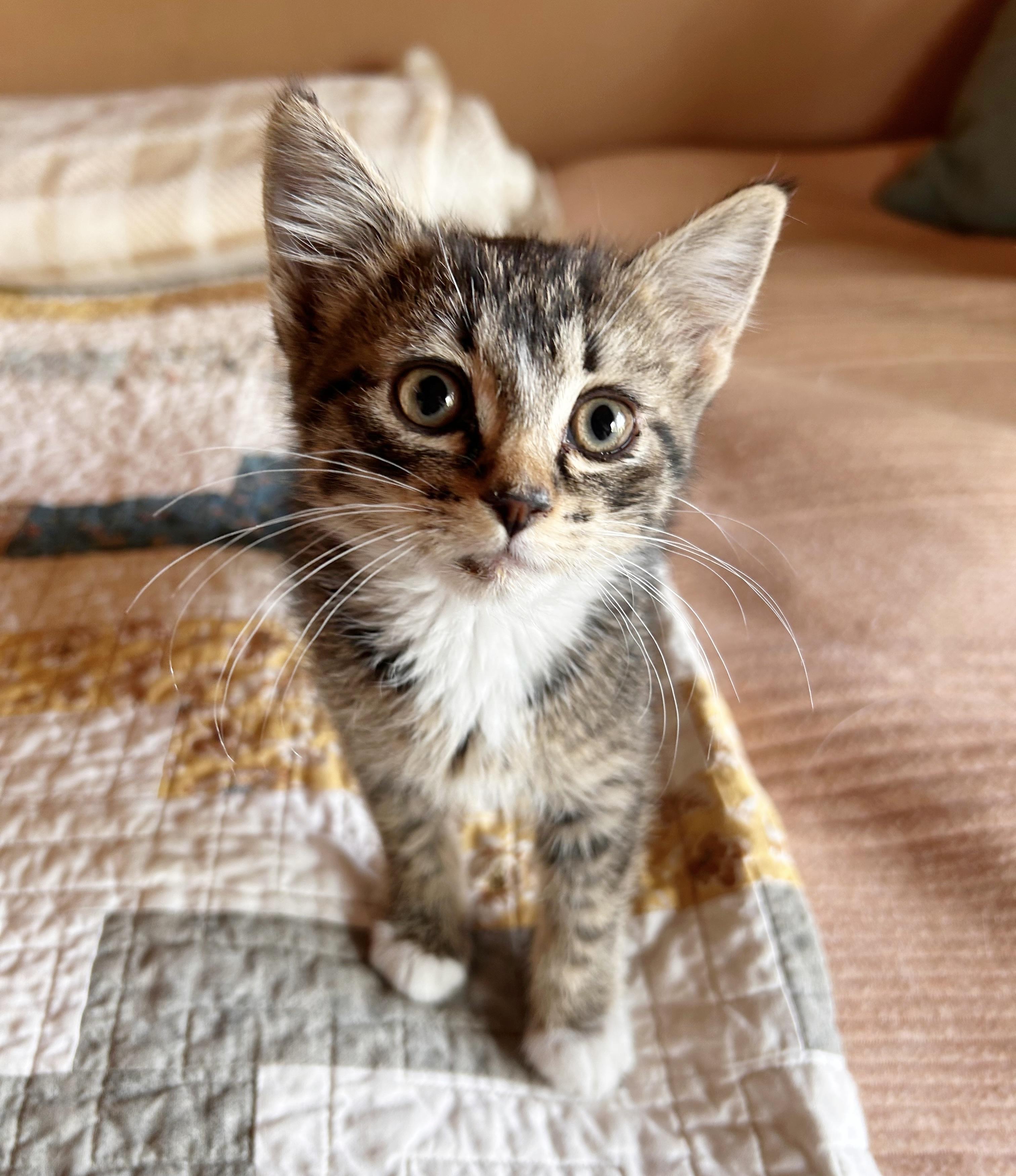 Whiskey 3