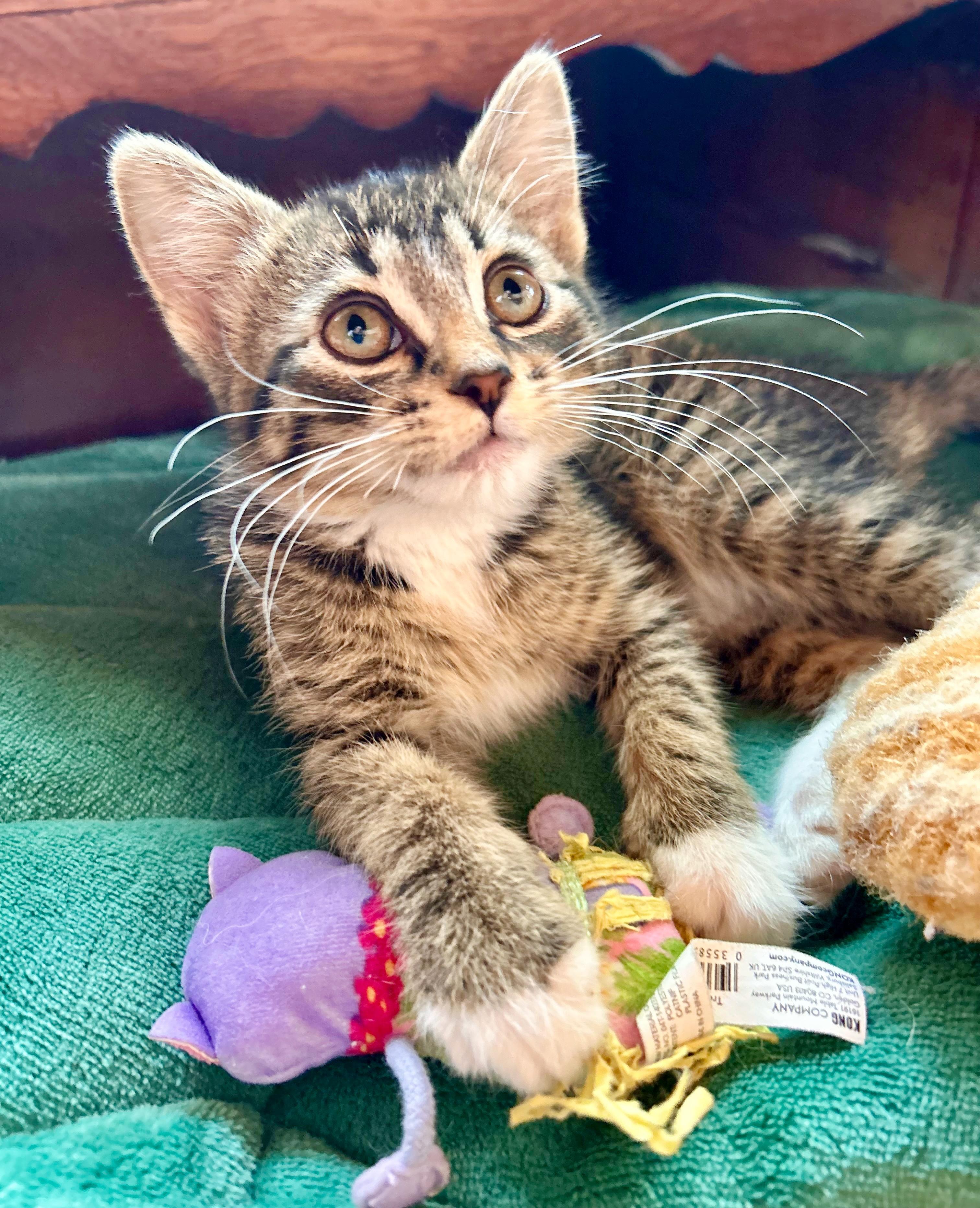 Whiskey, an adoptable Domestic Short Hair in Durango, CO, 81302 | Photo Image 5