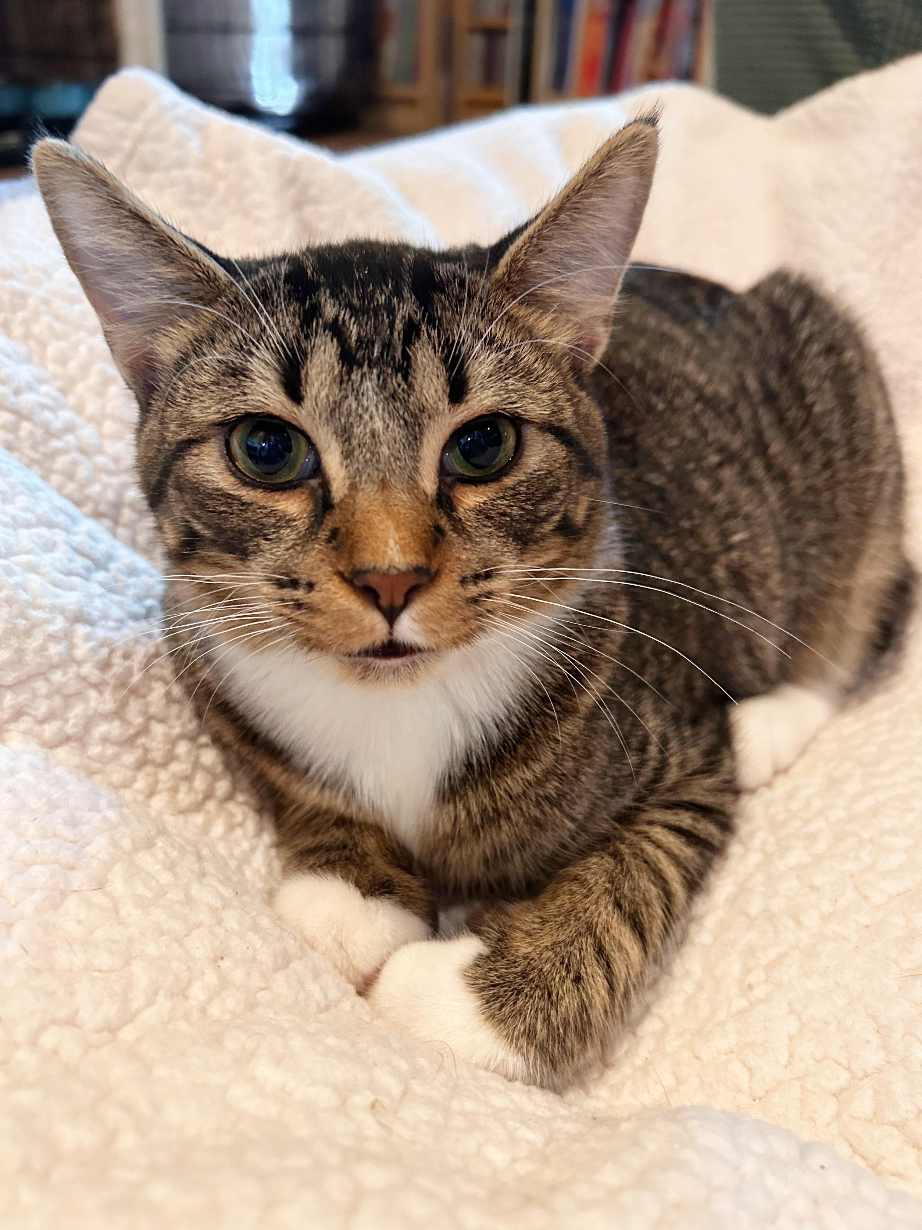 Whiskey, a Adoptable mixed breed in Durango, CO image 1/4