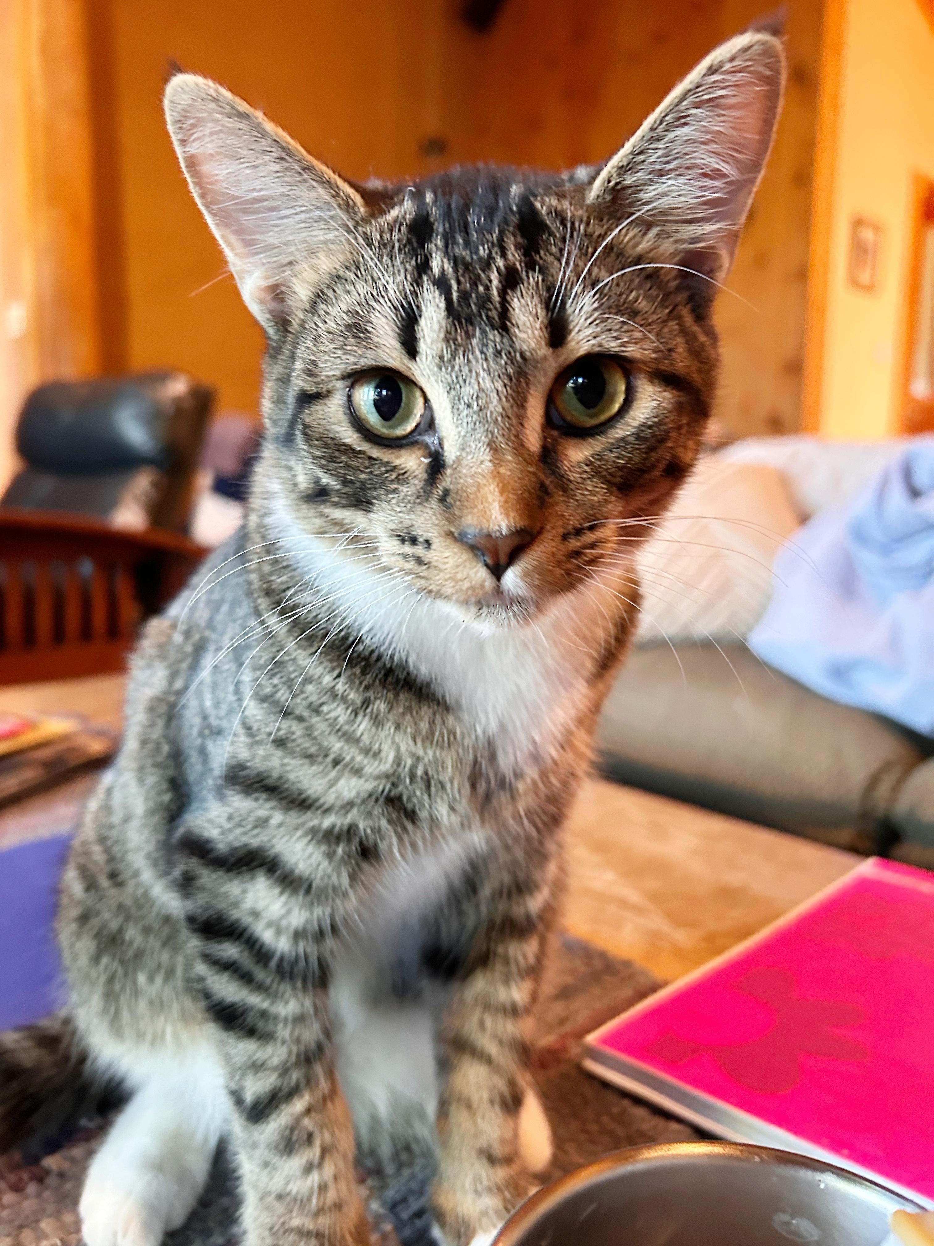 Whiskey, a Adoptable mixed breed in Durango, CO image 2/4