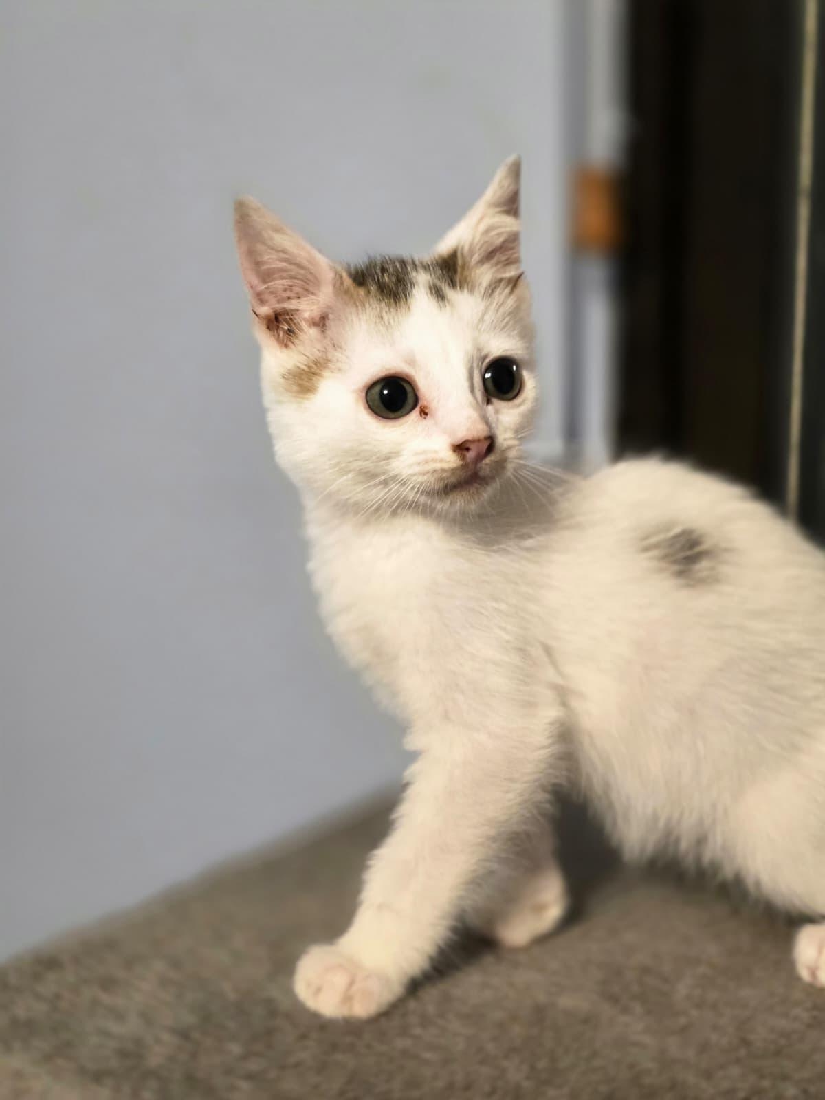 Enlarge Marvin, a Adoptable Domestic Medium Hair in Chattanooga, TN image 1/6