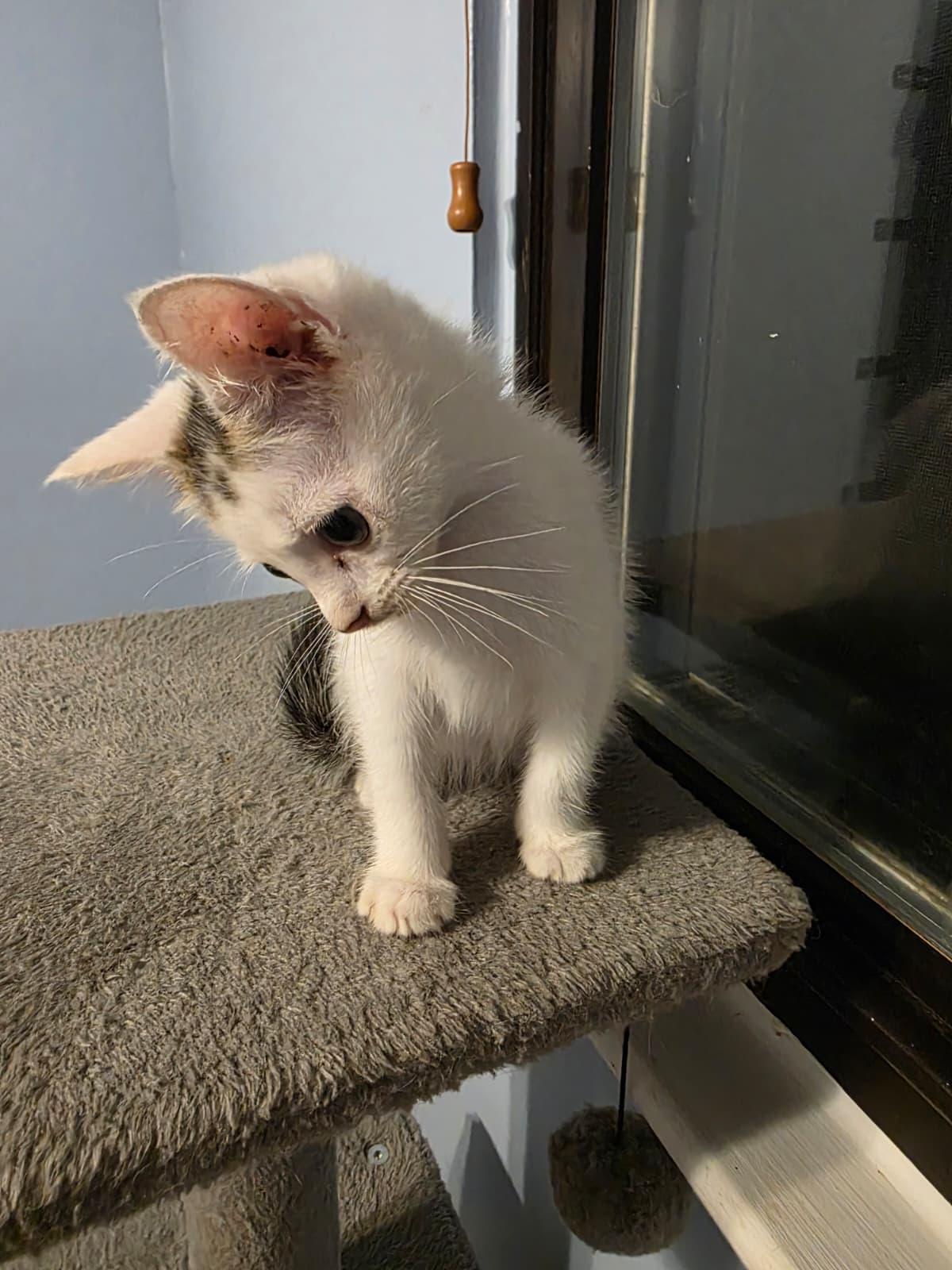Enlarge Marvin, a Adoptable Domestic Medium Hair in Chattanooga, TN image 4/6