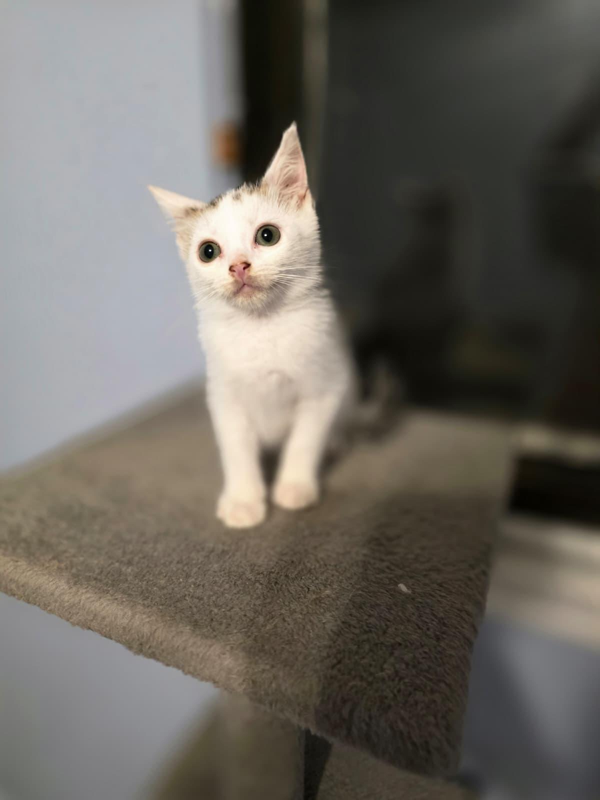 Enlarge Marvin, a Adoptable Domestic Medium Hair in Chattanooga, TN image 6/6