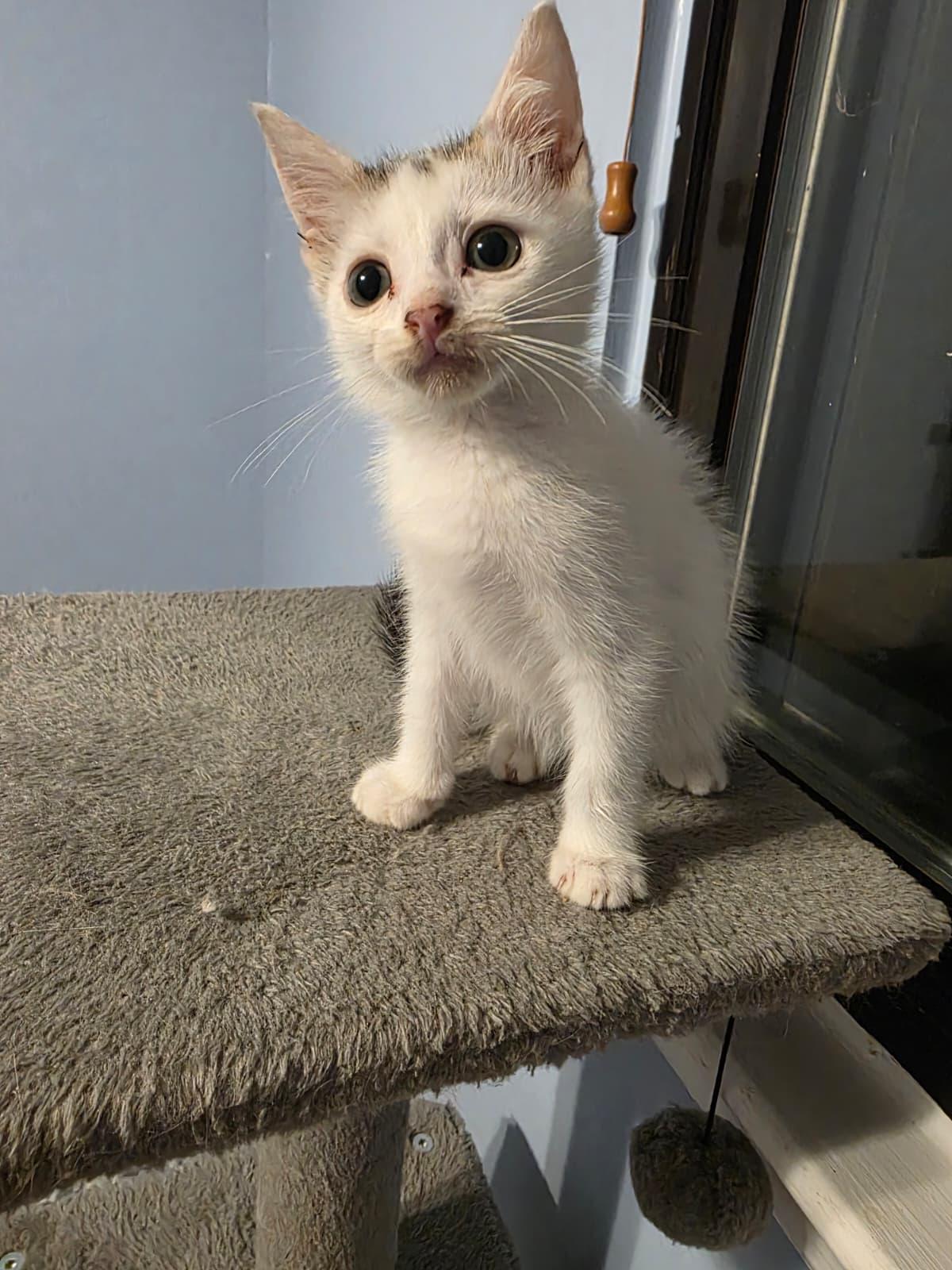 Enlarge Marvin, a Adoptable Domestic Medium Hair in Chattanooga, TN image 2/6