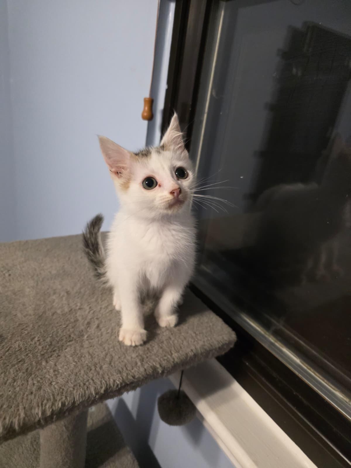Enlarge Marvin, a Adoptable Domestic Medium Hair in Chattanooga, TN image 3/6