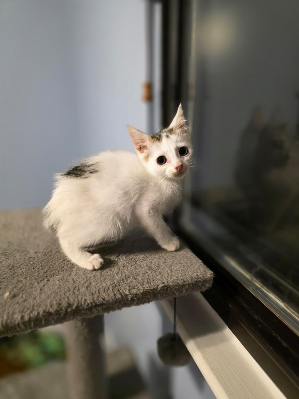 Enlarge Marvin, a Adoptable Domestic Medium Hair in Chattanooga, TN image 5/6