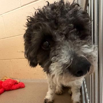 Enlarge Archie, a Adoptable mixed breed in Madison, WI image 1/3