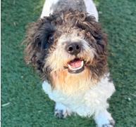 Enlarge Archie, a Adoptable mixed breed in Madison, WI image 2/3