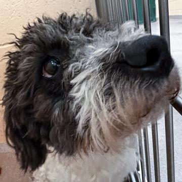 Enlarge Archie, a Adoptable mixed breed in Madison, WI image 3/3