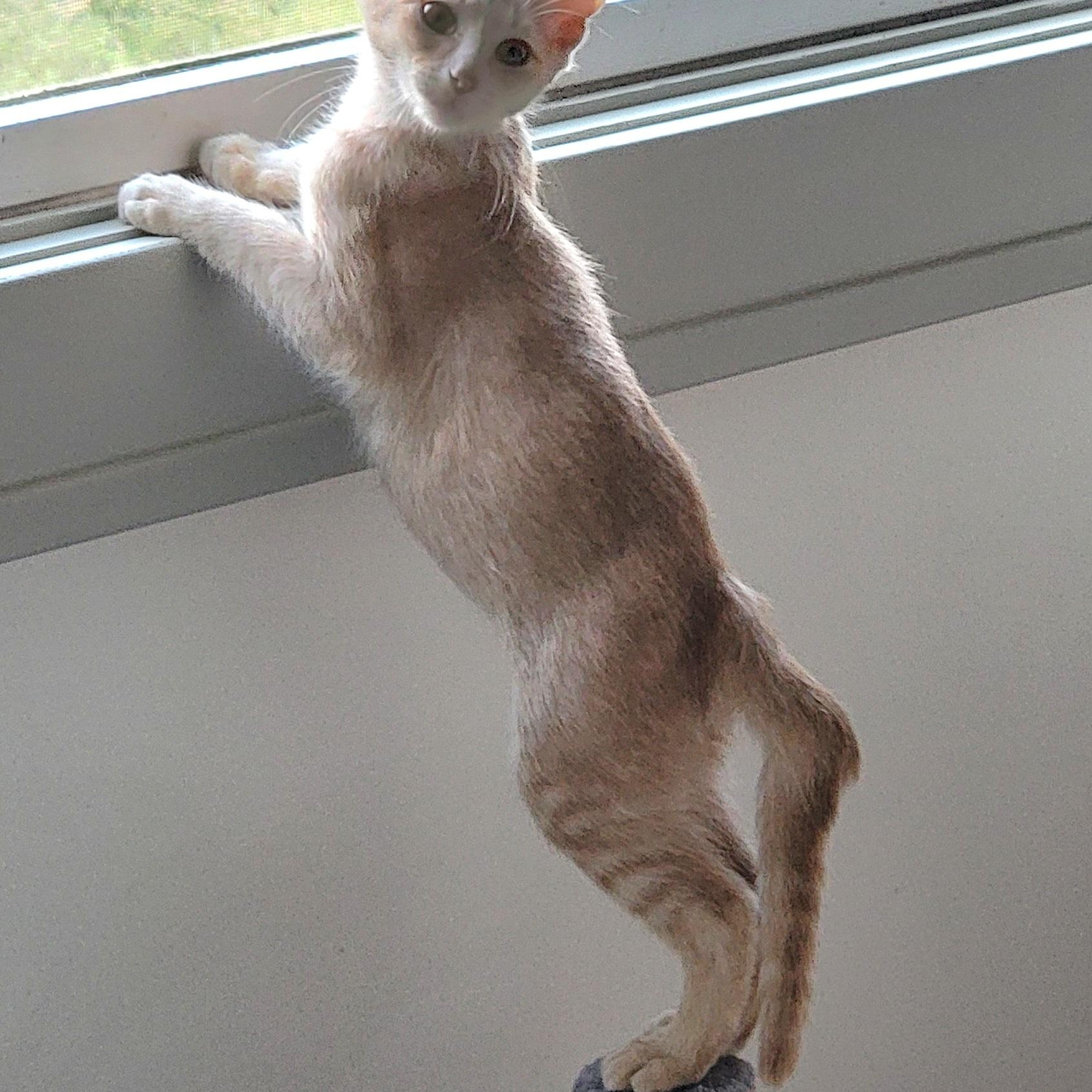 Jasper, a ADOPTABLE Domestic Short Hair in Wyandotte, MI image 5/6