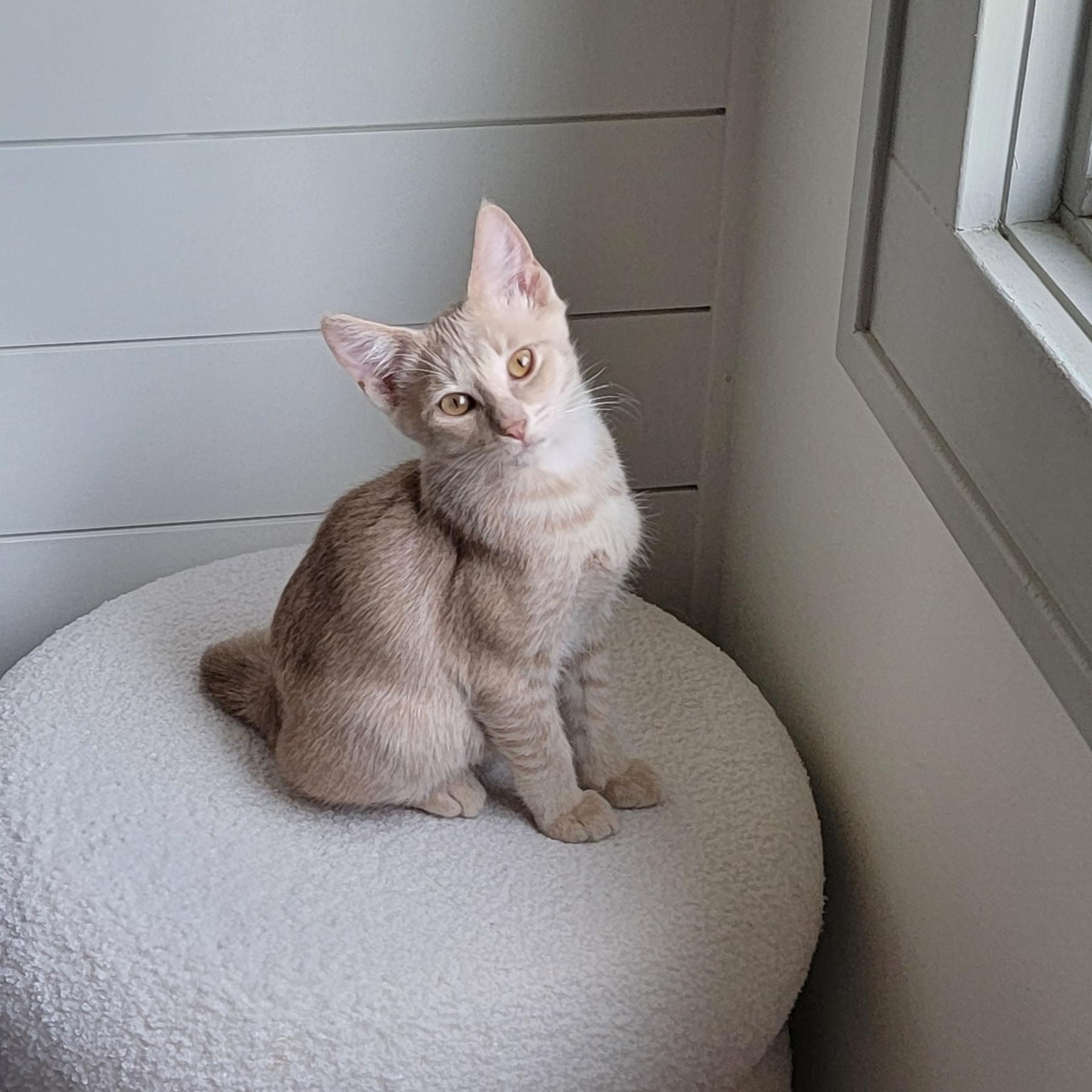 Jasper, ADOPTABLE, Kitten Male Domestic Short Hair.