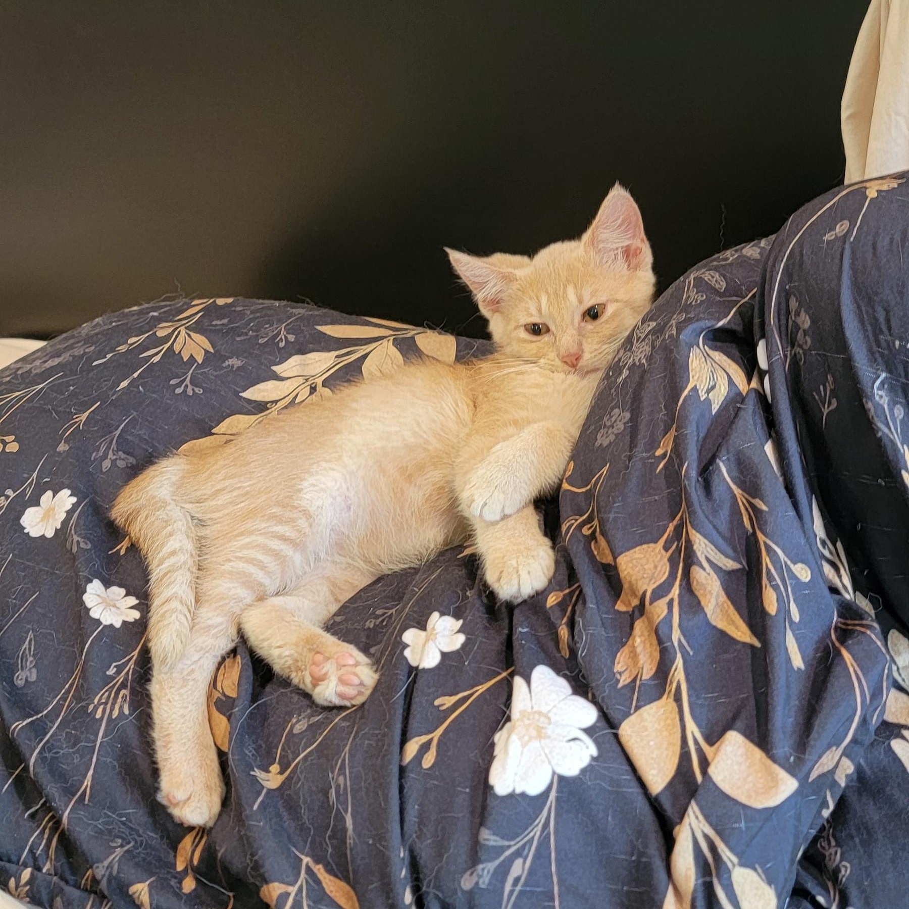 Enlarge Jasper, a ADOPTABLE Domestic Short Hair in Wyandotte, MI image 4/6