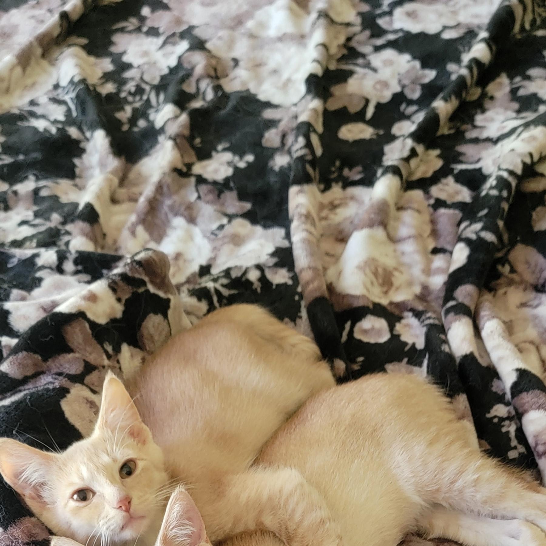 Enlarge Jasper, a ADOPTABLE Domestic Short Hair in Wyandotte, MI image 5/6