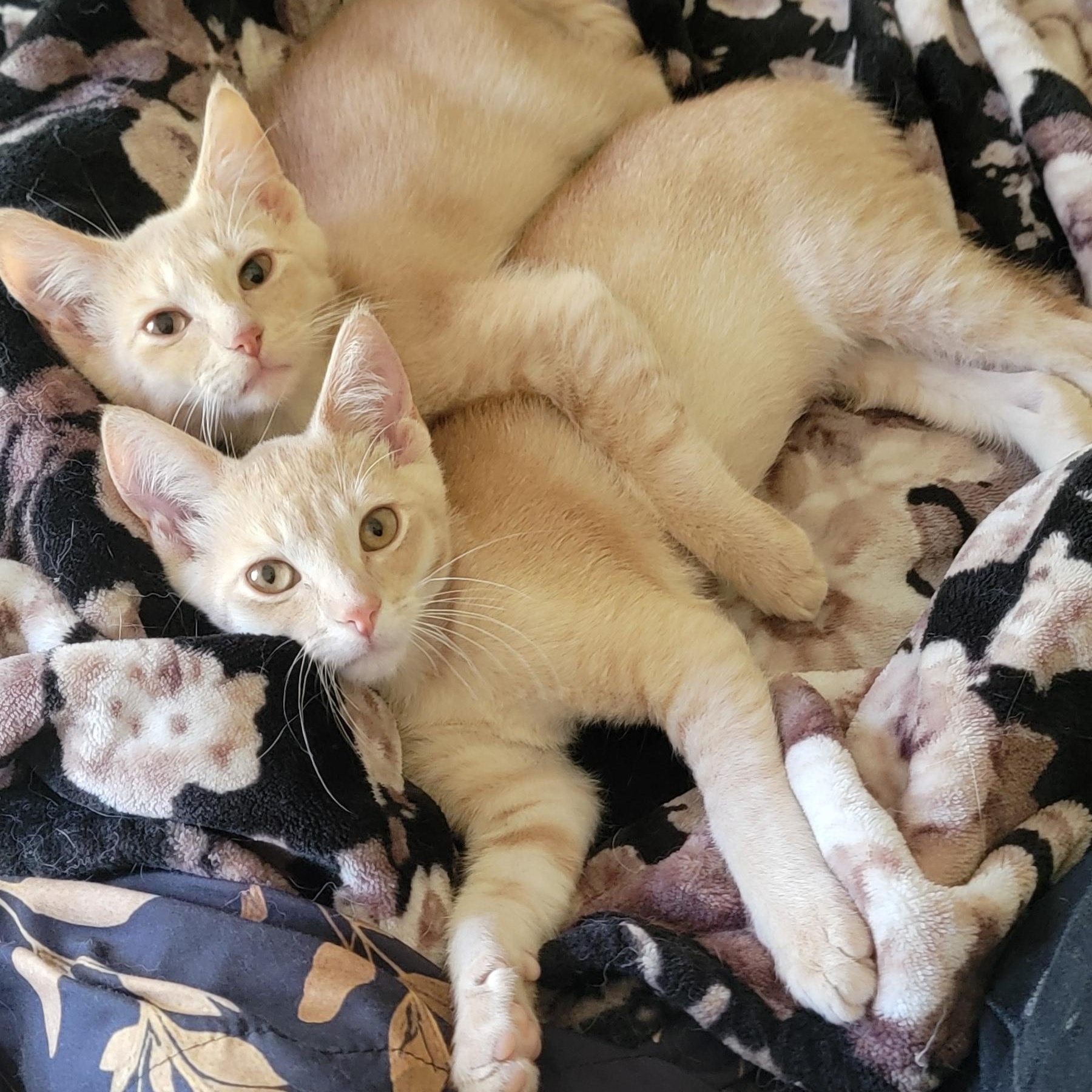 Jasper, a ADOPTABLE Domestic Short Hair in Wyandotte, MI image 6/6