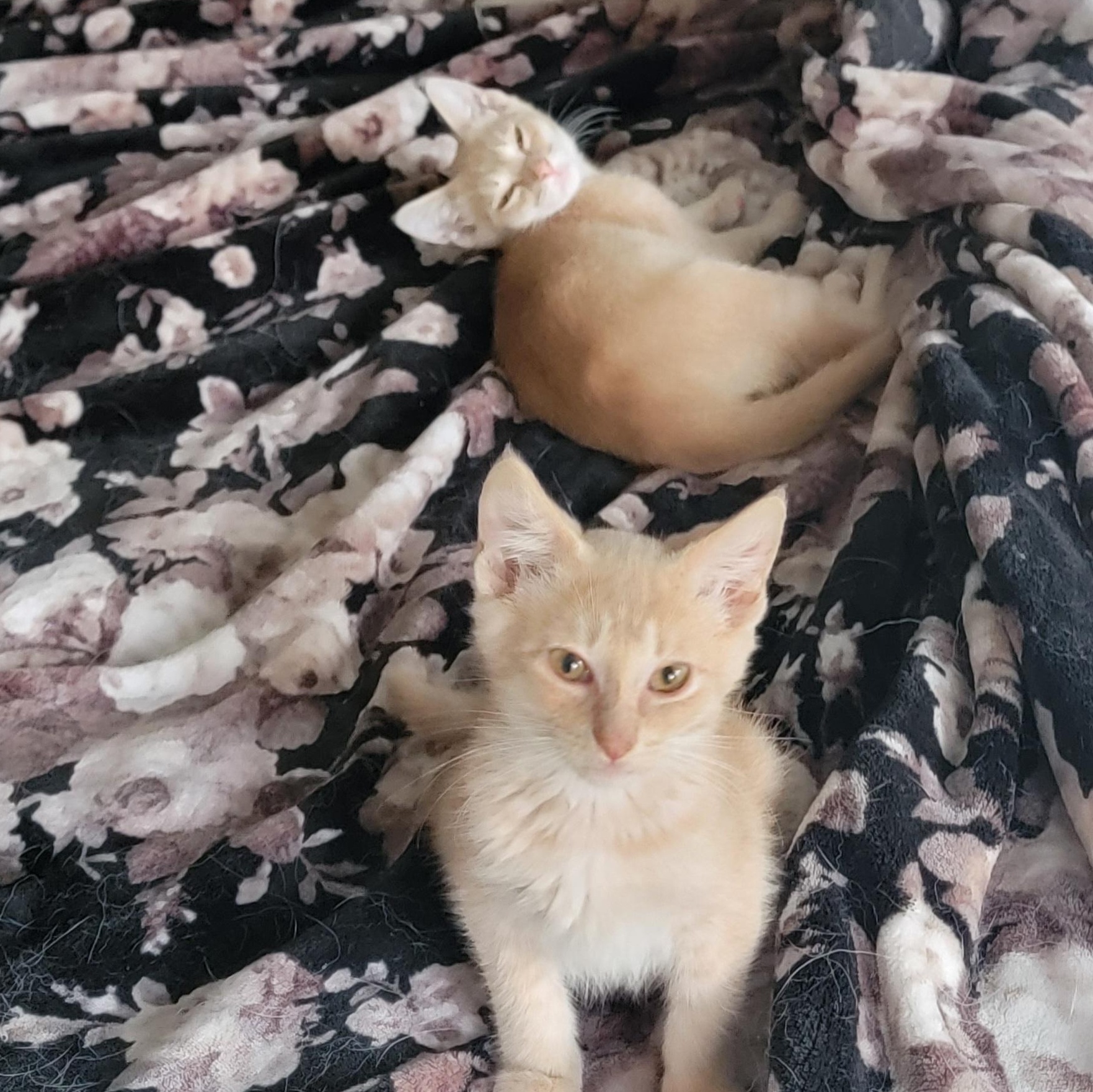 Enlarge Jasper, a ADOPTABLE Domestic Short Hair in Wyandotte, MI image 6/6