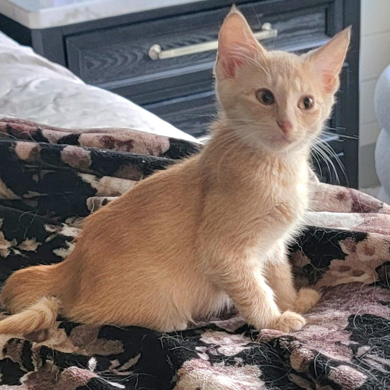 Enlarge Jasper, a ADOPTABLE Domestic Short Hair in Wyandotte, MI image 1/6