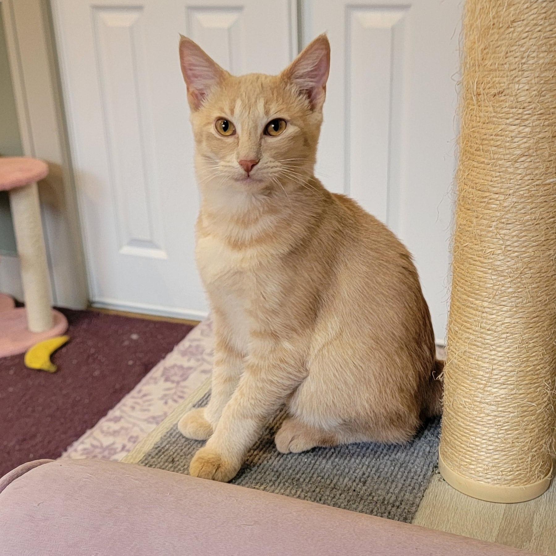 Jasper, ADOPTABLE, Kitten Male Domestic Short Hair.