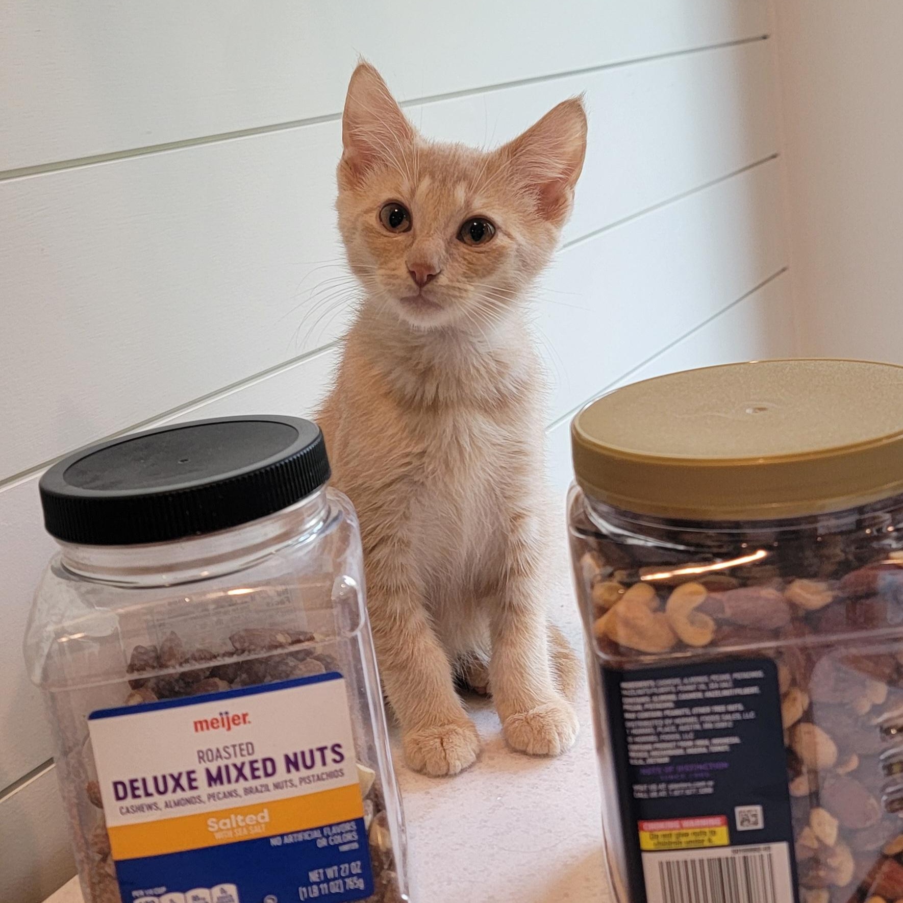 Enlarge Jasper, a ADOPTABLE Domestic Short Hair in Wyandotte, MI image 3/6