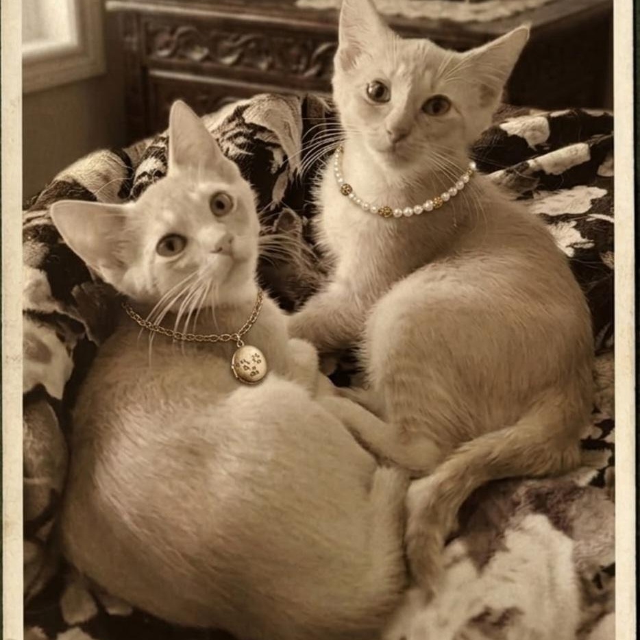 Enlarge Jasper, a ADOPTABLE Domestic Short Hair in Wyandotte, MI image 2/6