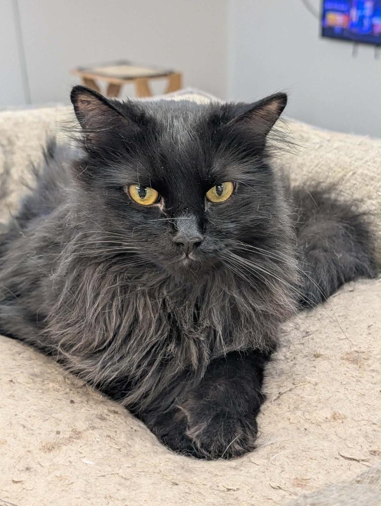 Midnight, Adoptable, Adult Male Domestic Short Hair.