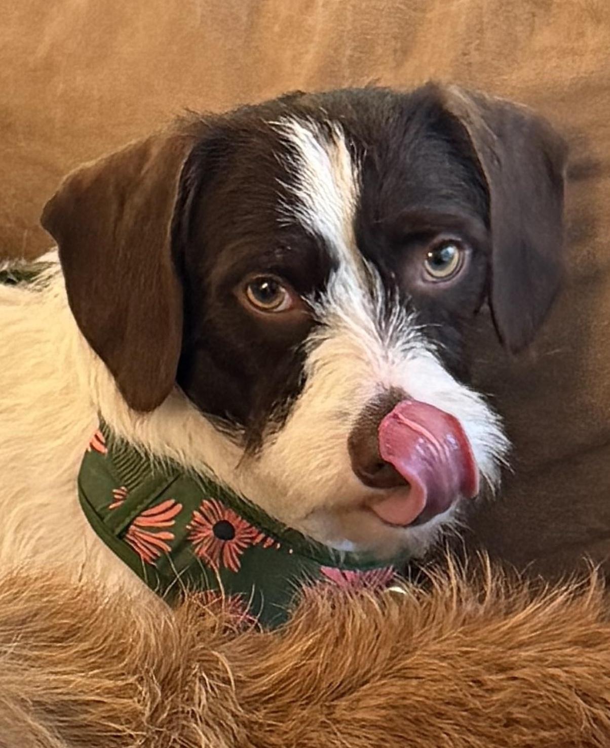 Frodo (Utah, Bonded Pair with Sam), Adopted, Young Male Dachshund.