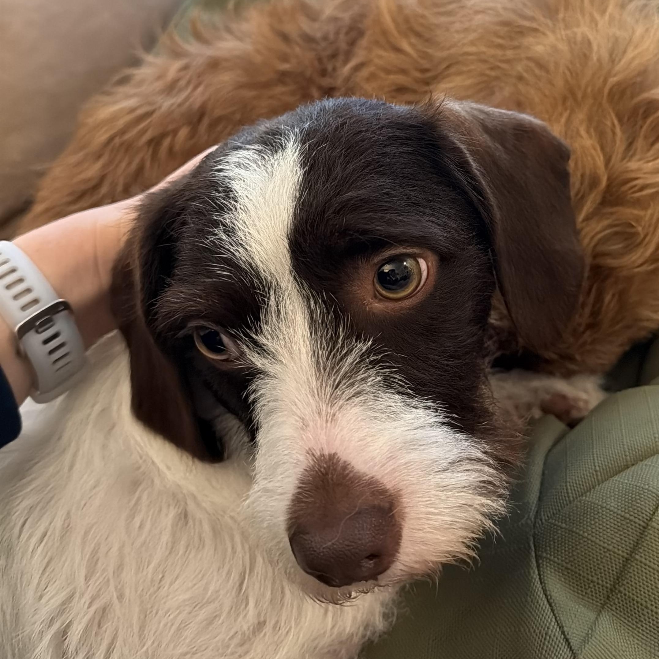Enlarge Frodo (Utah, Bonded Pair with Sam), a Adopted Dachshund in Salt Lake City, UT image 2/5