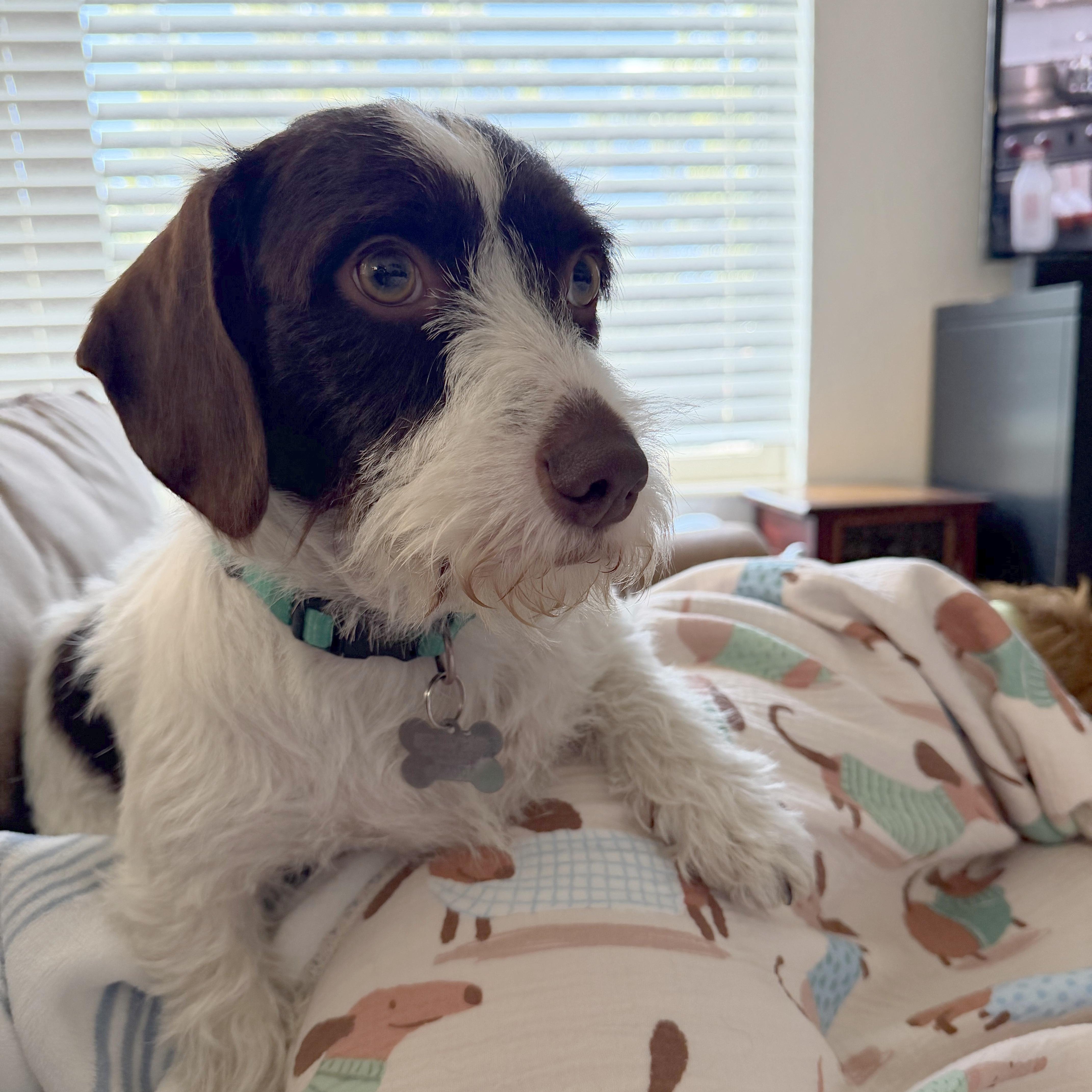 Enlarge Frodo (Utah, Bonded Pair with Sam), a Adopted Dachshund in Salt Lake City, UT image 3/5