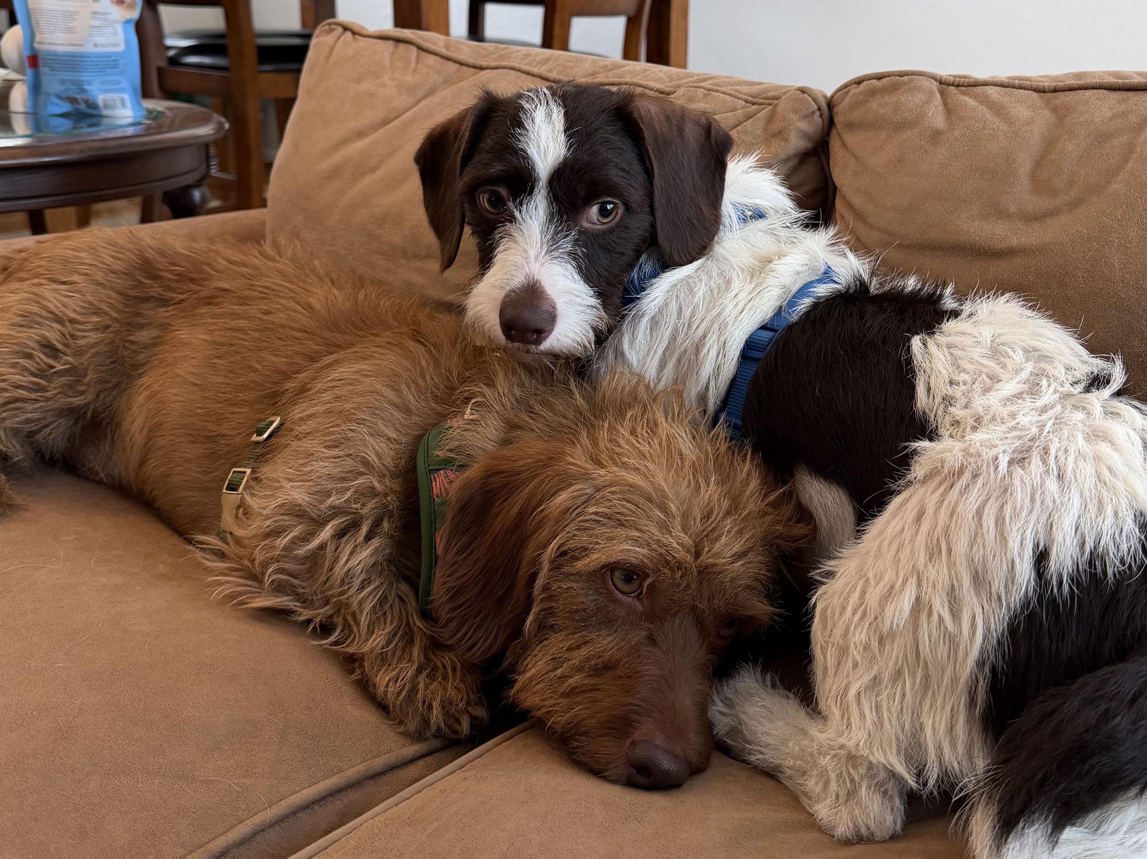 Enlarge Frodo (Utah, Bonded Pair with Sam), a Adopted Dachshund in Salt Lake City, UT image 4/5