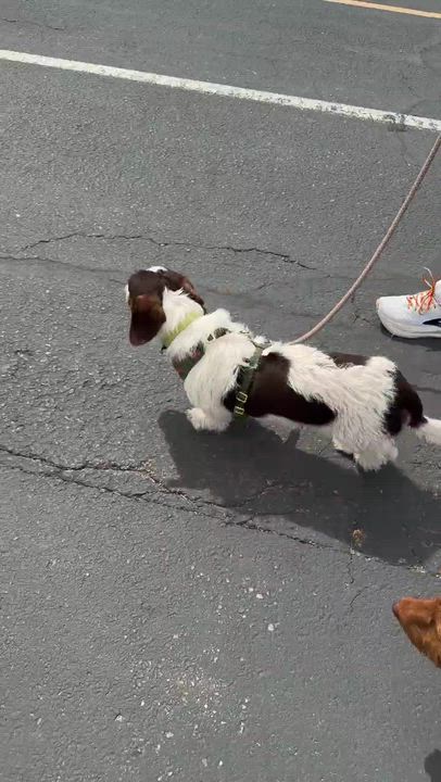 Enlarge Frodo (Utah, Bonded Pair with Sam), a Adopted Dachshund in Salt Lake City, UT video 5/5