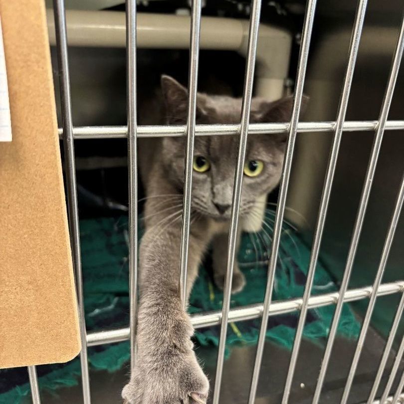 Georgie, Adopted, Kitten Male American Shorthair.