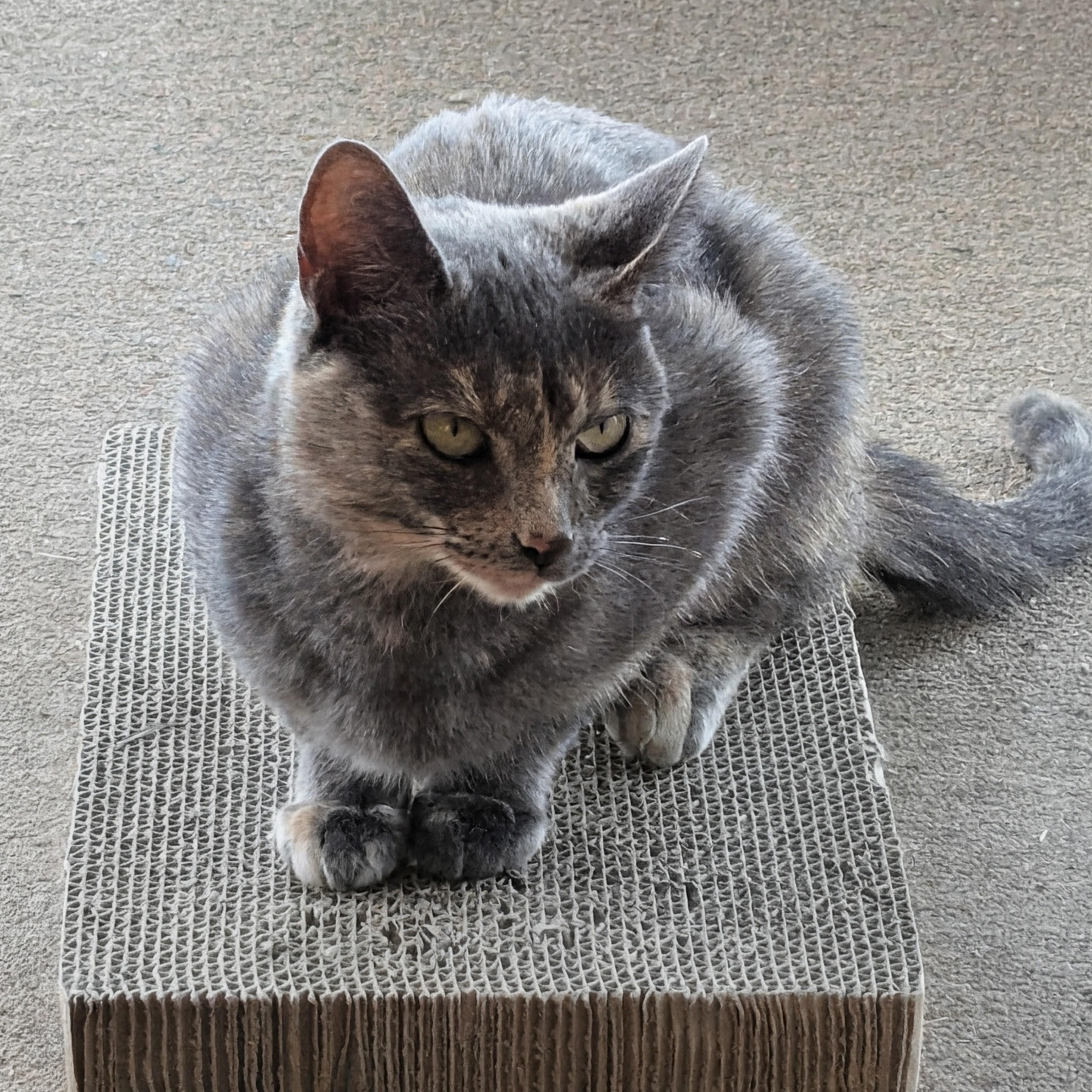 Enlarge Gertrude, an adopted Domestic Short Hair in East Amherst, NY image 3/4