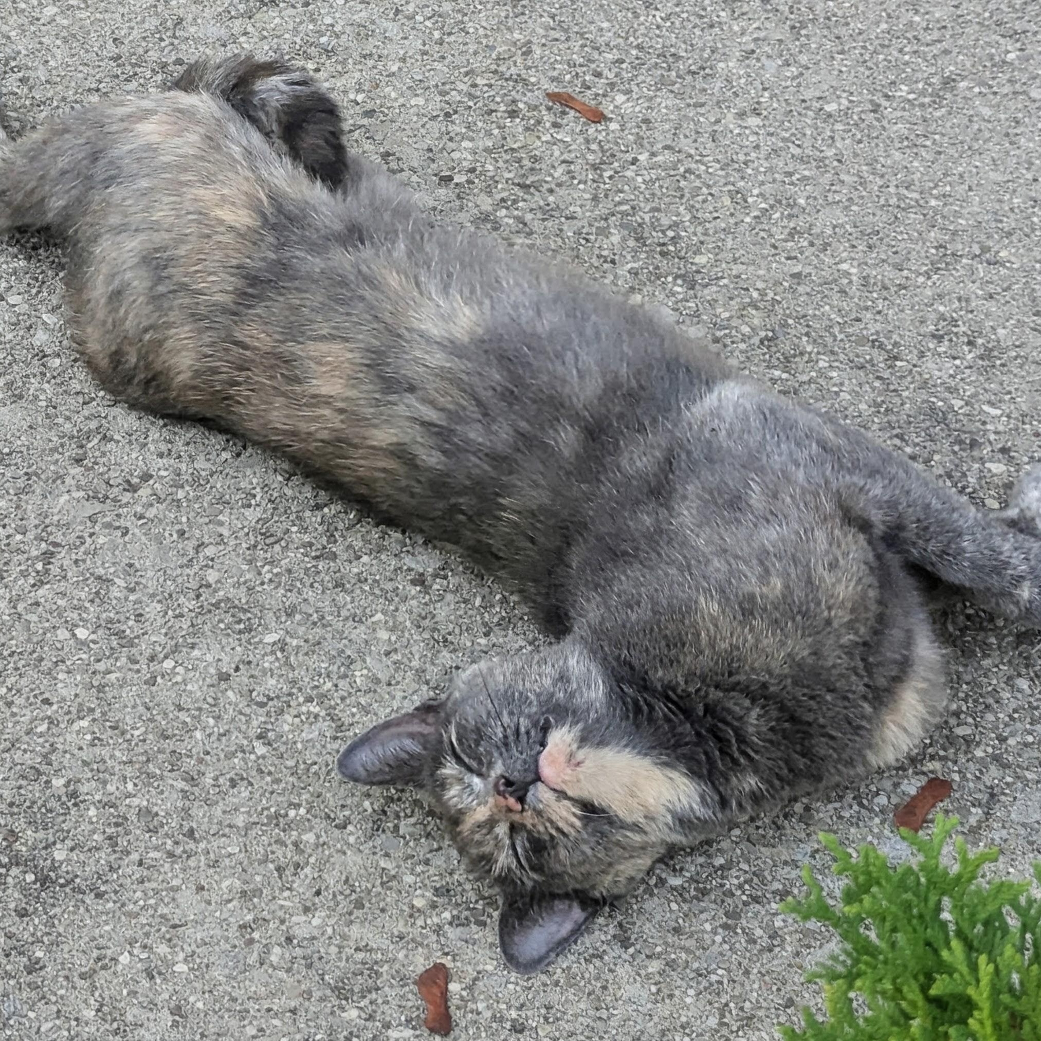 Enlarge Gertrude, an adopted Domestic Short Hair in East Amherst, NY image 2/4