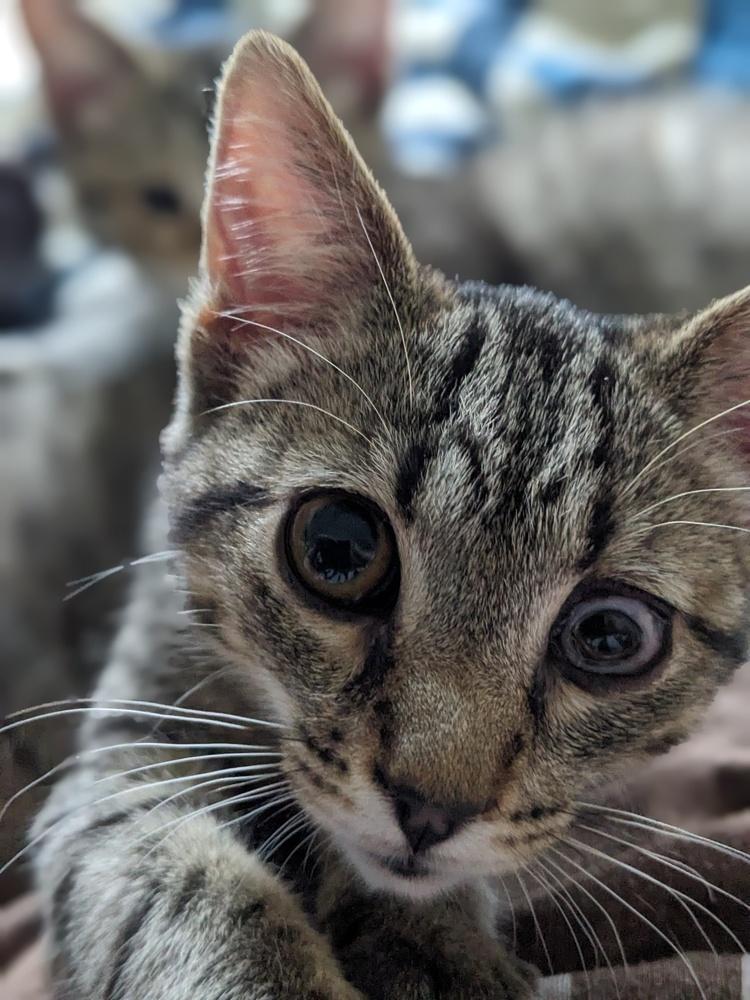 Chicken Noodle, a Adoptable Domestic Short Hair in Lewisburg, TN image 1/2