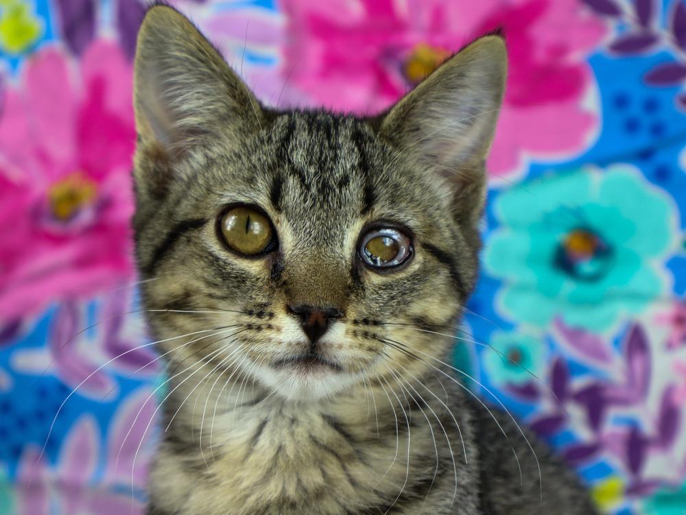 Enlarge Chicken Noodle, a Adoptable Domestic Short Hair in Lewisburg, TN image 2/4